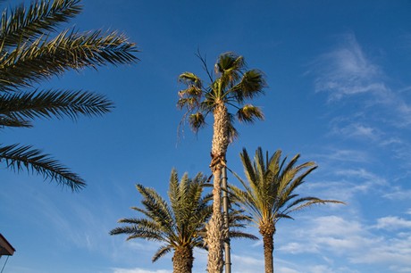 Pilar de la Horadada